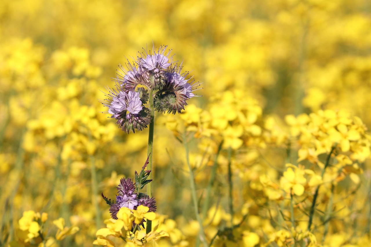 phacelia, field of rapeseeds, bee pasture, bee friend, tufted beautiful, beautiful flowers, tufted flower, violet, flower, beekeeper plant, flower wallpaper, nature, blossom, bloom, purple, summer, spring, flower background, bloom, water leaf plant, color contrast, picturesque, close up, inflorescence, lilac, field