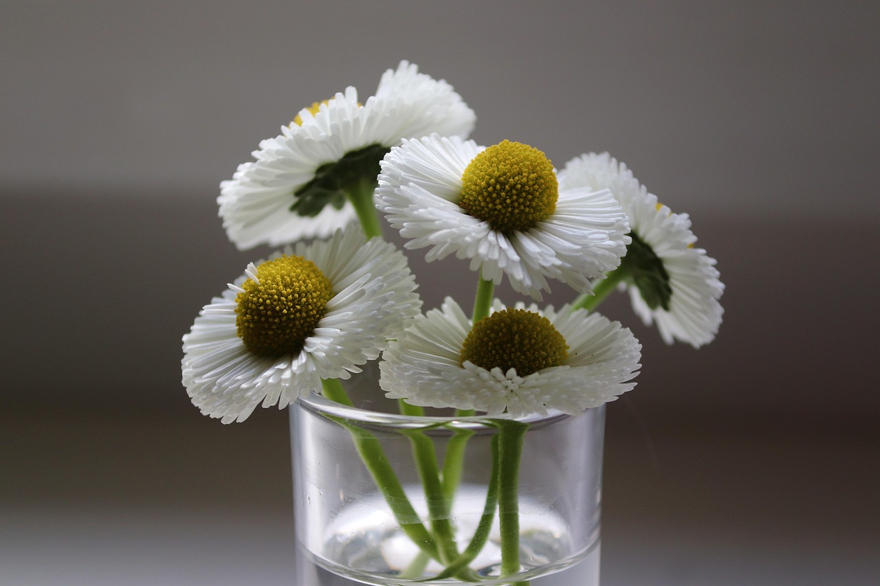 bellies, daisy, glass, pick, blossoms, white, daisies, spring, nature, blossomed