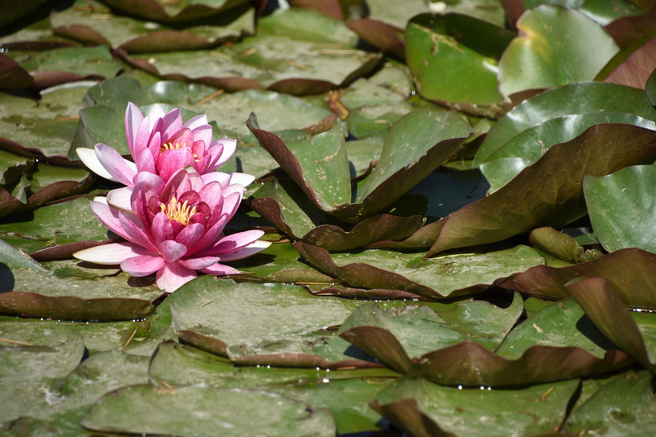 yuyuantan park, lotus, the beginning of summer, saturday, saturday, saturday, saturday, saturday, saturday